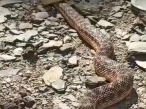 2 metrelik engerek yılanı görüntülendi