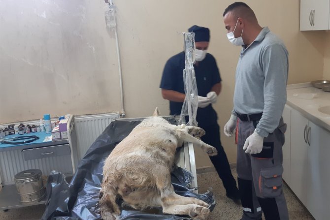Belediye ekipleri gebe köpek için seferber oldu