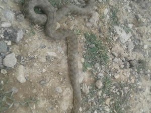 Çukurca’da engerek yılanı görüntülendi
