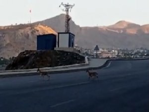 Dağ keçileri kent merkezinde görüntülendi