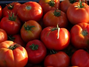 Tarladan tezgahlara domates hasadı