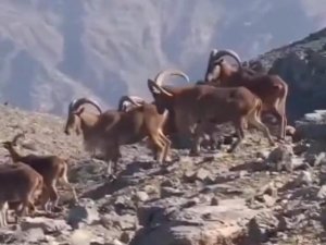 İkiyaka Dağları'nda dağ keçileri görüntülendi