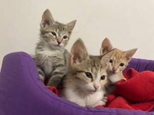 5 yavru kedinin bakımı veterinere kaldı