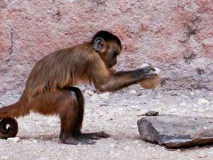 50 binlik yıllık taş aletleri maymunlar yapmış