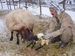 besicilerin zorlu kış mesaisi