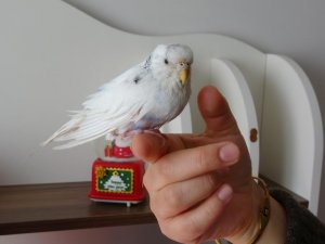 Enkaz altında çıkarılan kuş Van’da tedavi edildi