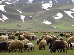 Koyunlar meraya çıkmaya başladı