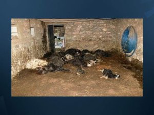 Ayı köye inerek 34 keçi ve oğlağı öldürdü