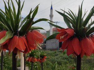 Ters laleler çiçek açtı