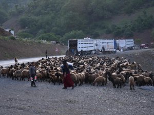 Beytüşşebap yaylalarına göçer akını başladı