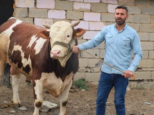 Hakkari'de1 tonluk 'Çalo" satışa çıkartıldı