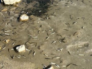 Yüksekova'daki Zap suyunda balık ölümleri