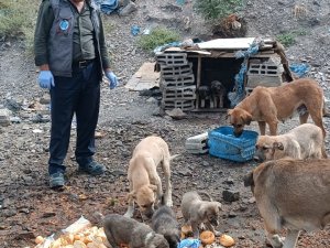 Hakkari’de can dostlara yiyecek bırakıldı