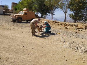 Hakkari’de 49 can dosta kuduz aşısı yapıldı