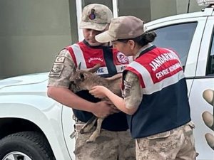 Jandarma'dan yavru dağ keçisine şefkat eli