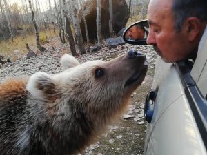 Aracının camında boz ayı besledi