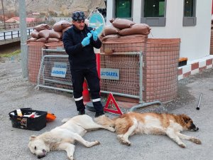 Hakkari'de can dostlar sağlık taramasından geçirildi