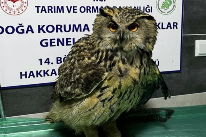 Yaralı bulunan baykuş tedavi altına alındı
