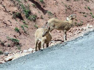 Dağ keçileri Hakkari-Van karayoluna indi