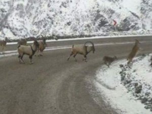 Sürü halindeki dağ keçileri yola indi