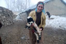 YÜKSEKOVA/DA KUZU ÖLÜMLERİ ARTTI
