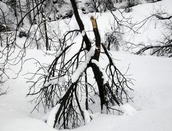 kar meyve ağaçlarına zarar verdi
