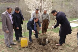 ŞEMDİNLİ`DE KİRAZ FİDANI DİKİMİ