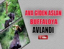 Aslana buffalo boynuzu video