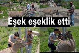 EŞEK BUZAĞI BOĞARAK TELEF ETTİ