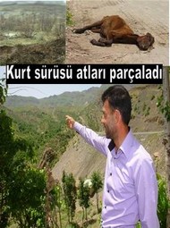 ÇEL`DE AÇ KURTLAR ATLARI PARÇALADI