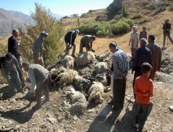 Aç kurtlar saldırdı: 51 koyun telef oldu!