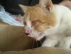Yaralı kediye veteriner hekim sahip çıktı
