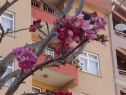 Hakkari'de meyve ağacı çiçek açtı