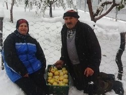 Kar yağışı meyve ağaçlarına zarar verdi