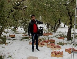 Hakkari’de kar kış meyve ağaçlarını vurdu
