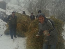 Çiftçilerin karda ot taşıma çilesi