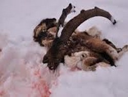 Hakkari'de dağ keçisi katliamı