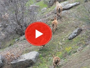 Yaban dağ keçileri sürü halinde