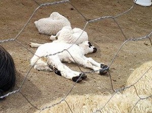 Küçükbaş hayvanların yavru atması çiftçileri mağdur etti