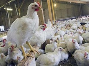 Tavuk çiftlikleri insanlık için tehlike!