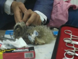 Gözlerinde ödem oluşan Baykuş kurtarıldı
