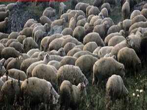 Esrar yiyen koyunlar hasara yol açtı
