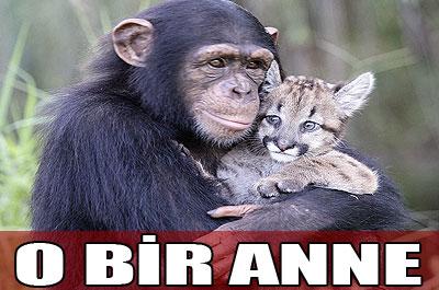 BU DA ŞEMPANZE ANNE