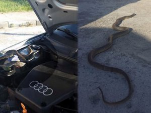 Otomobilde 3 metre yılan çıktı