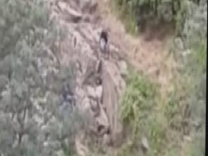 Kayaların arasına sıkışan yavru ayı kurtarıldı