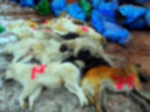 Hakkari'de esraregiz köpek ölümleri!