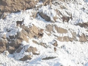 Hakkari'de dağ keçileri görüntülendi!