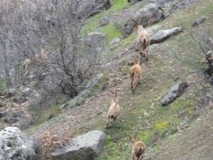 İkiyaka dağlarında dağ keçileri görüntülendi