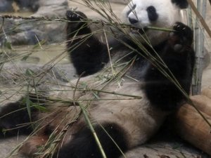 5 yıl sonra dev panda doğdu