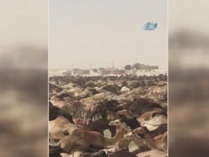 Arabistan Katar develerini sınır dışı etti!
